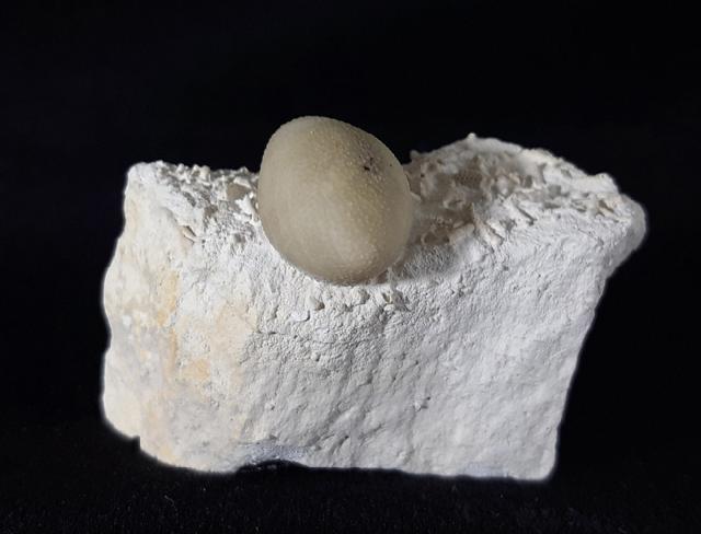 Stachel eines Tylocidaris baltica (SCHL�TER 1892) - Bild &copy; FossNet FossilienStore